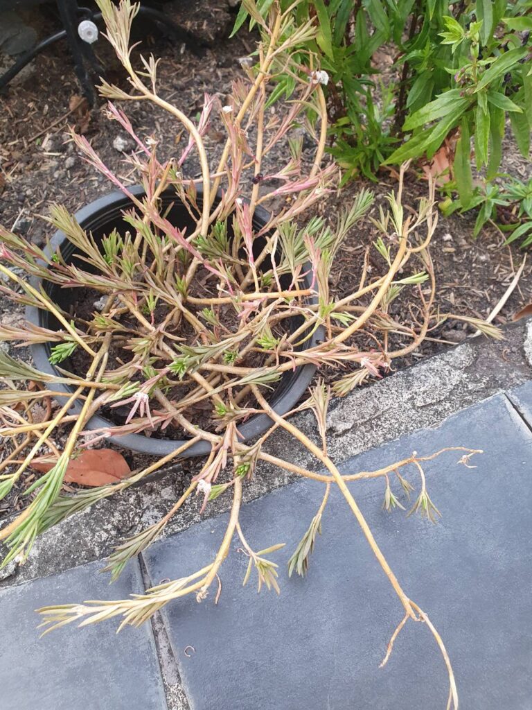 dying plant due to no water